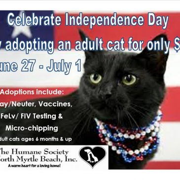 Independence Day Cat Adoptions