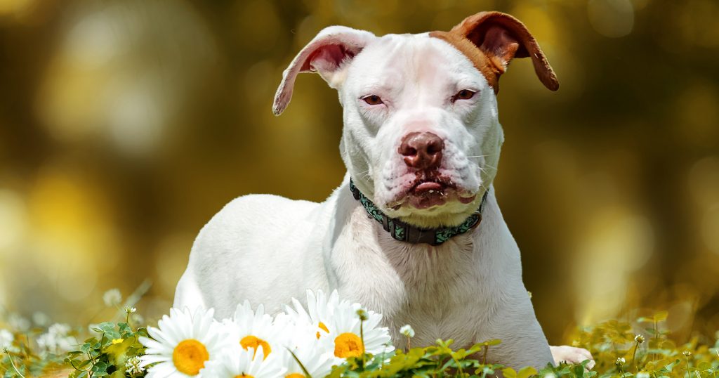 Sponsor a Pet The Humane Society of North Myrtle Beach