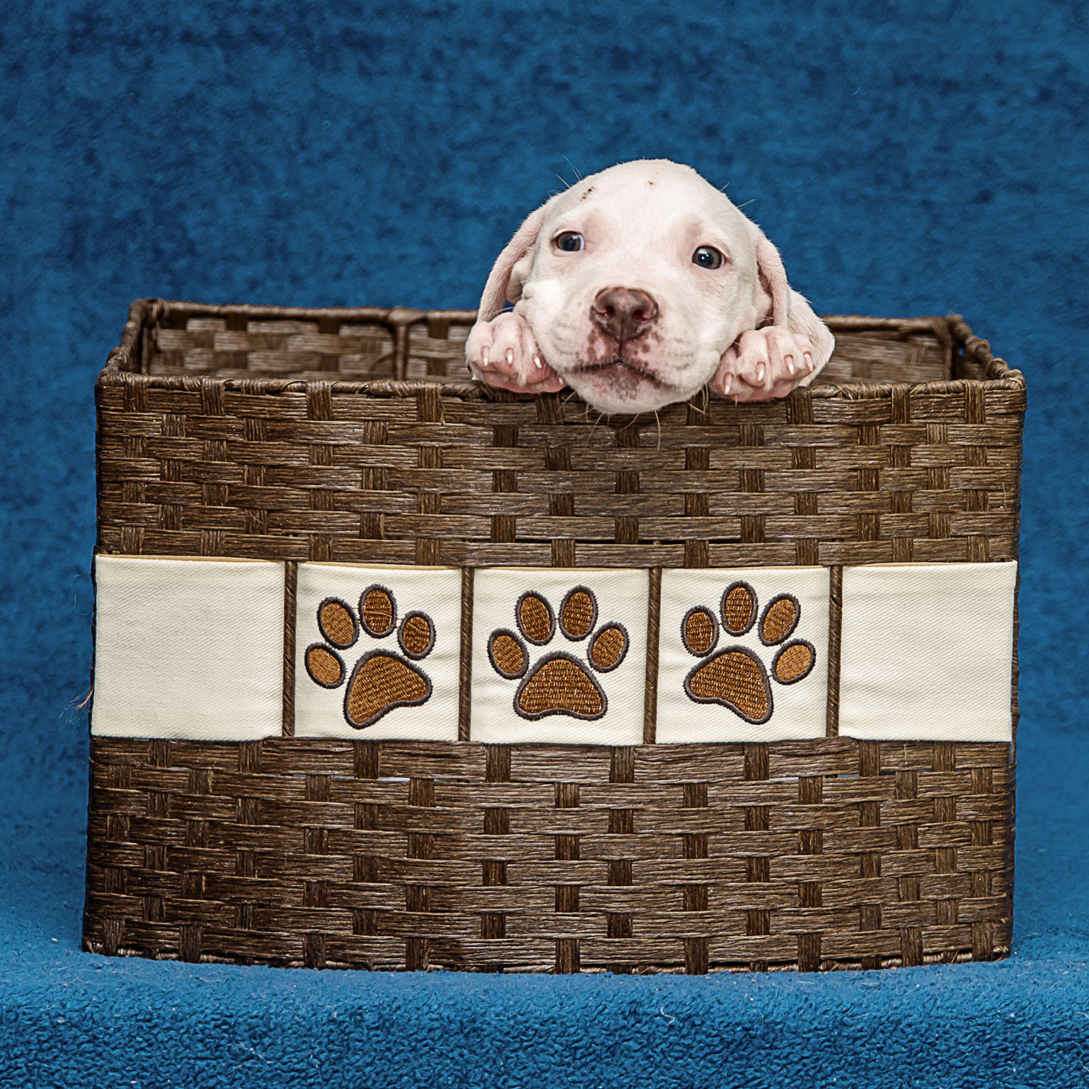 puppy toy basket